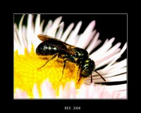 /album/nature/beeb-jpg/