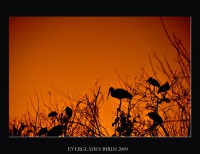 /album/nature/birdsa-jpg/