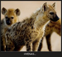/album/nature/hyenas-jpg/