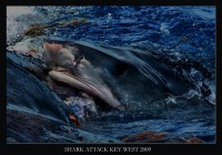 /album/nature/shark1-jpg/