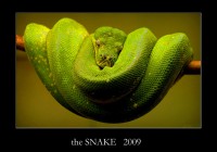 /album/nature/snakea-jpg/