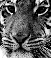 /album/nature/tigera-jpg/